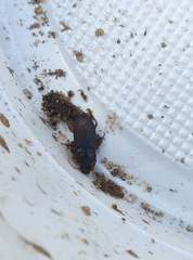 Harpalus griseus