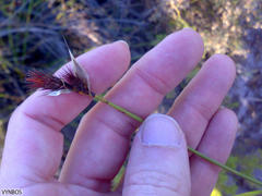 Hypodiscus alboaristatus