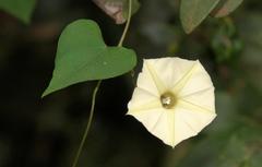 Ipomoea obscura obscura