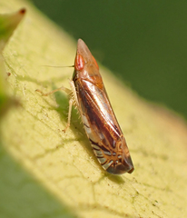 Scaphytopius majestus