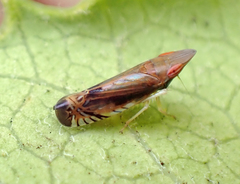 Scaphytopius majestus