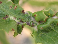 Aceria mackiei