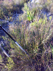 Hypodiscus alboaristatus