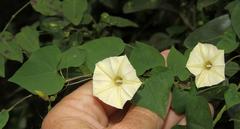 Ipomoea obscura obscura