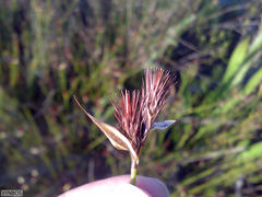 Hypodiscus alboaristatus