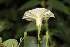 Ipomoea obscura obscura