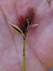 Hypodiscus alboaristatus