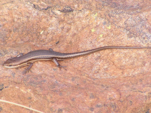 Trachylepis varia