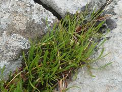 Limosella longiflora