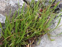 Limosella longiflora