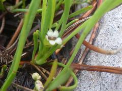 Limosella longiflora