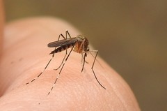 Aedes canadensis canadensis