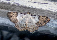 Psilalcis albibasis