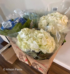 Hydrangea macrophylla