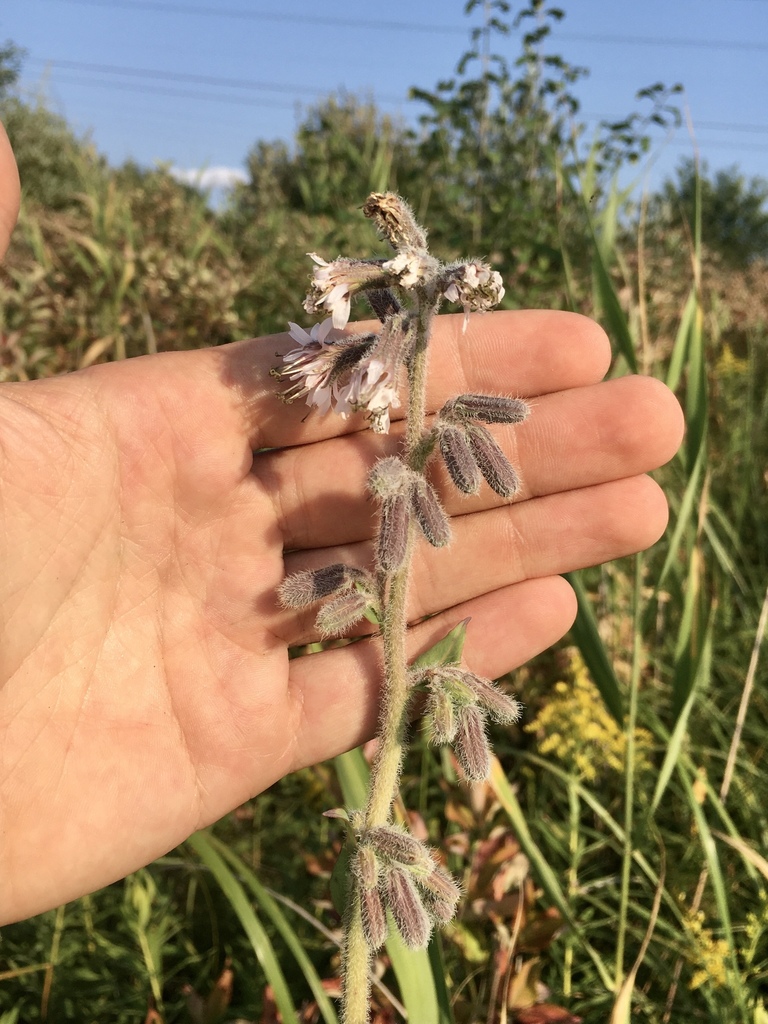 purple rattlesnake root from Minnesota Valley National Wildlife Refuge ...