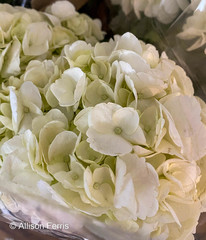 Hydrangea macrophylla