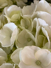 Hydrangea macrophylla