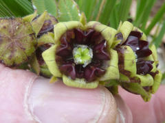 Pachycarpus galpinii
