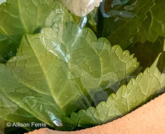Hydrangea macrophylla