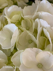 Hydrangea macrophylla