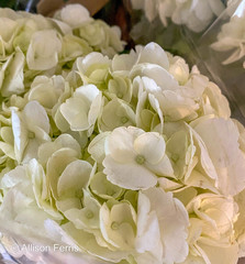 Hydrangea macrophylla