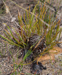 Protea scorzonerifolia