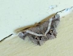 Chiasmia nora