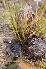 Protea scorzonerifolia
