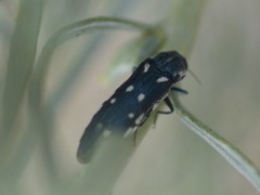 Agrilus walsinghami