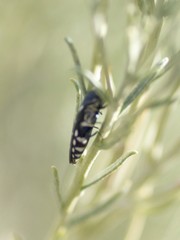 Agrilus walsinghami