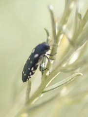 Agrilus walsinghami