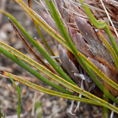 Protea scorzonerifolia