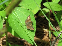 Piruna penaea