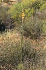 Albuca clanwilliamae-gloria