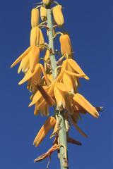 Albuca clanwilliamae-gloria