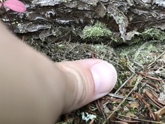 Chaenotheca furfuracea