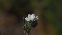 Cryptantha muricata jonesii