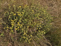 Helichrysum kraussii