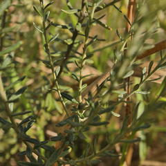 Helichrysum kraussii