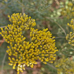 Helichrysum kraussii