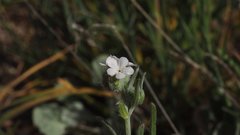 Cryptantha muricata jonesii
