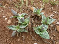 Ledebouria asperifolia