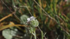 Cryptantha muricata jonesii