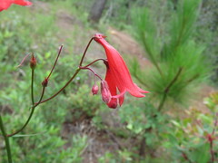 Penstemon imberbis
