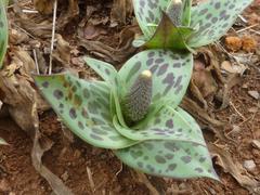 Ledebouria asperifolia
