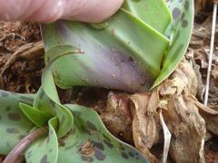 Ledebouria asperifolia