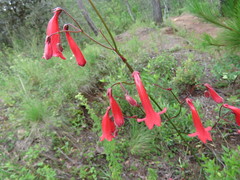 Penstemon imberbis