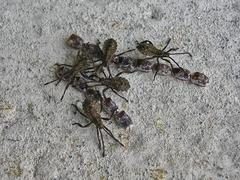 Elasmopoda valga