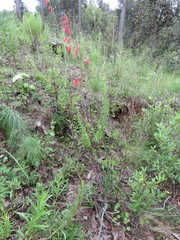 Penstemon imberbis