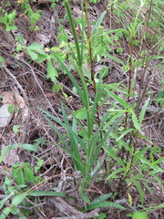 Penstemon imberbis